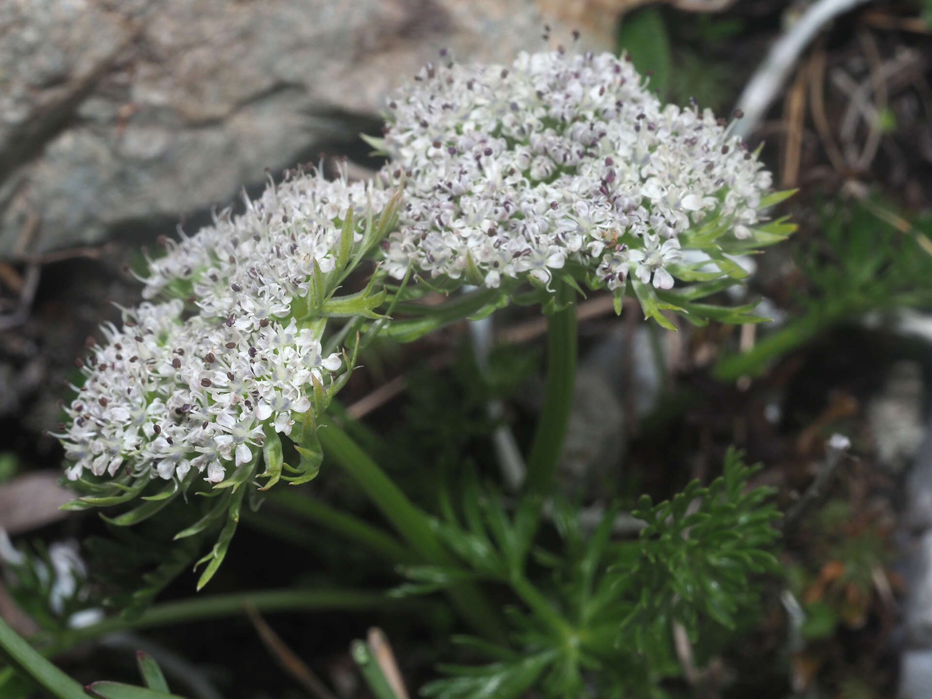 Pachypleurum simplex (L.) Rchb.的圖片