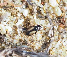 Image of <i>Geocoris ater</i>