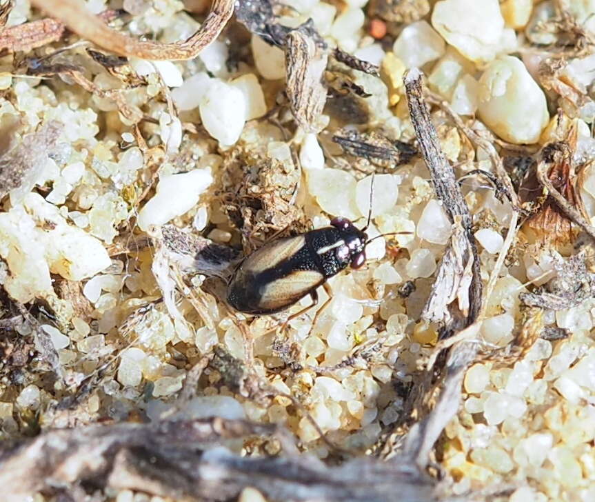 Image of <i>Geocoris ater</i>