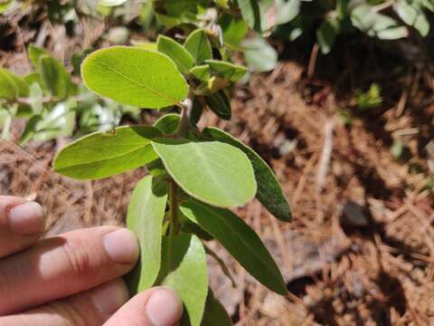 Image of Arctostaphylos tomentosa subsp. hebeclada (DC.) V. T. Parker, M. C. Vasey & J. E. Keeley