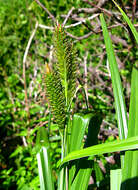 Carex aethiopica Schkuhr resmi