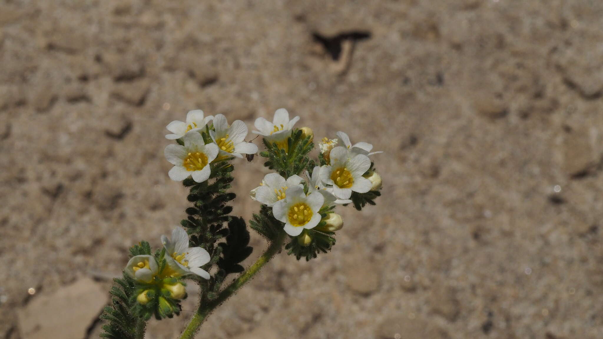 Image of shortlobe phacelia