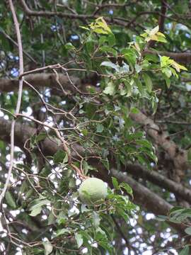 Image of Rubber vine