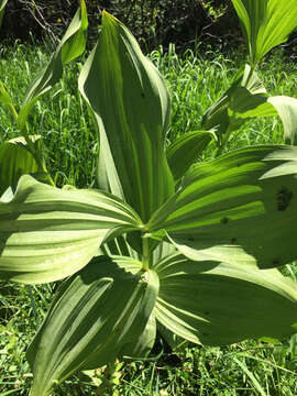 Image of California false hellebore