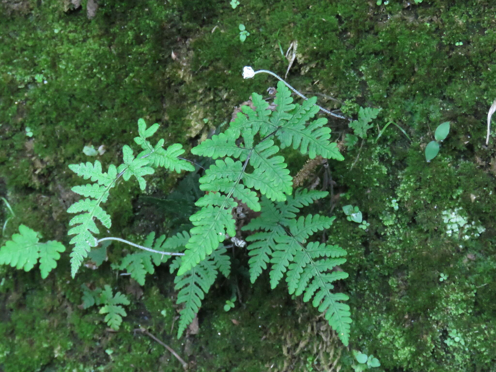 Aleuritopteris krameri (Franch. & Sav.) Ching resmi