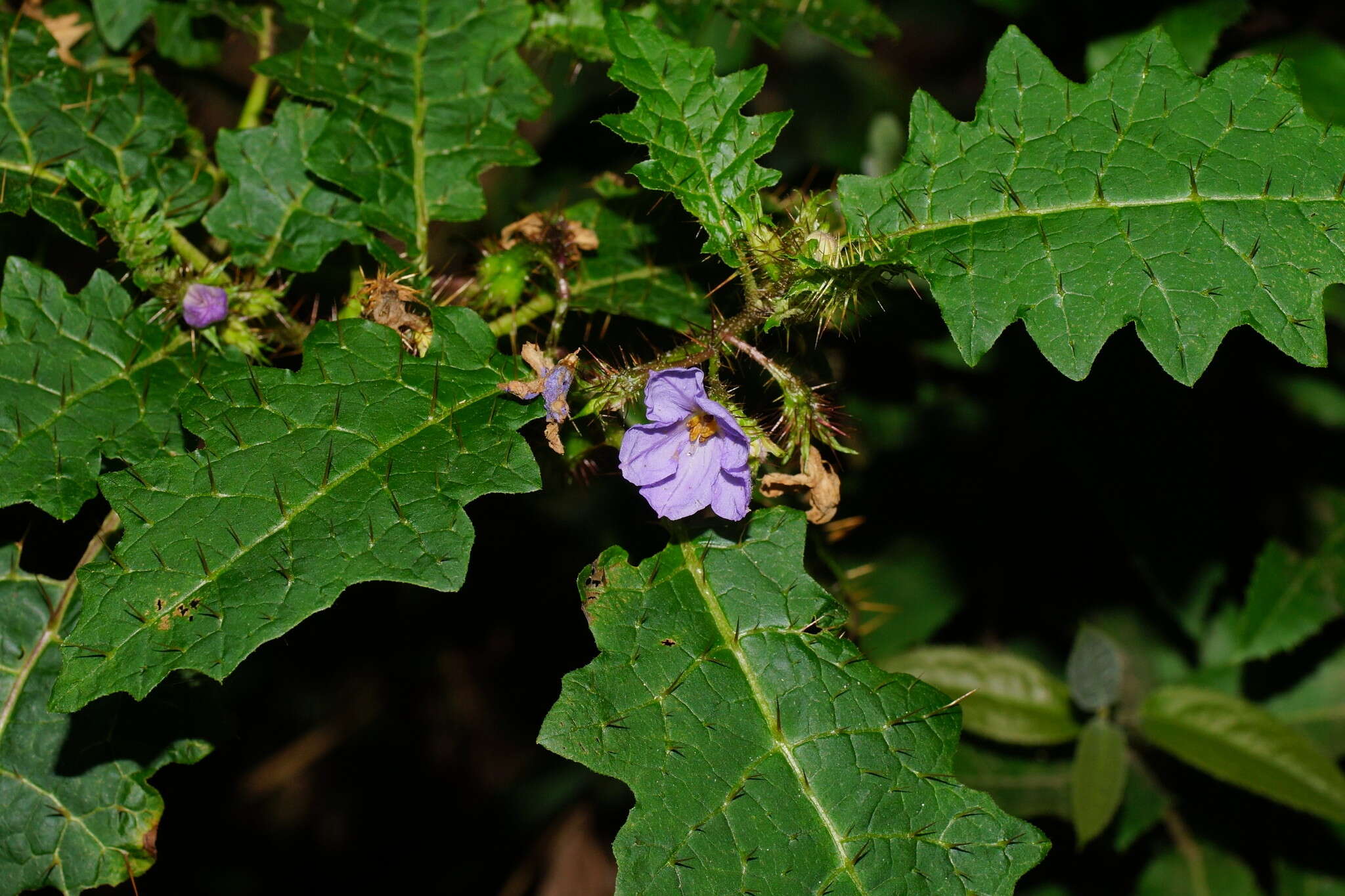 Image of Solanum prinophyllum Dun.