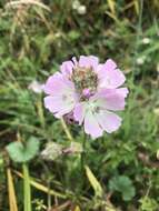 Image de Sidalcea calycosa subsp. rhizomata (Jeps.) S. R. Hill