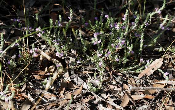 صورة Eremophila behriana (F. Muell.) F. Muell.