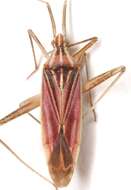 Image of Phytocoris roseipennis Knight 1934