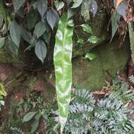 Image of Fortune's Ribbon Fern