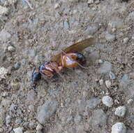 Image of Camponotus semitestaceus Snelling 1970