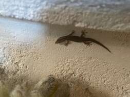 Image of Caicos Least Gecko