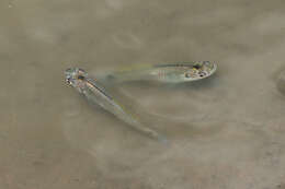 Image of Barred killifish