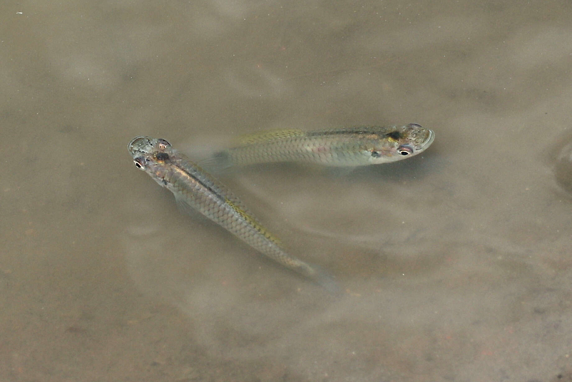 Image of Barred killifish