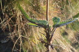 Image of Alepidea capensis var. capensis