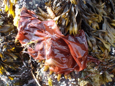 Image of <i>Wildemania occidentalis</i> (Setchell & Hus) S. C. Lindstrom 2011
