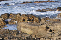 Image of African Black Oystercatcher