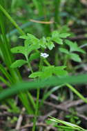 صورة Nemophila parviflora Dougl. ex Benth.