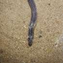 Image of Rio Grande Worm Lizard