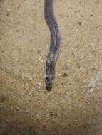 Image of Rio Grande Worm Lizard
