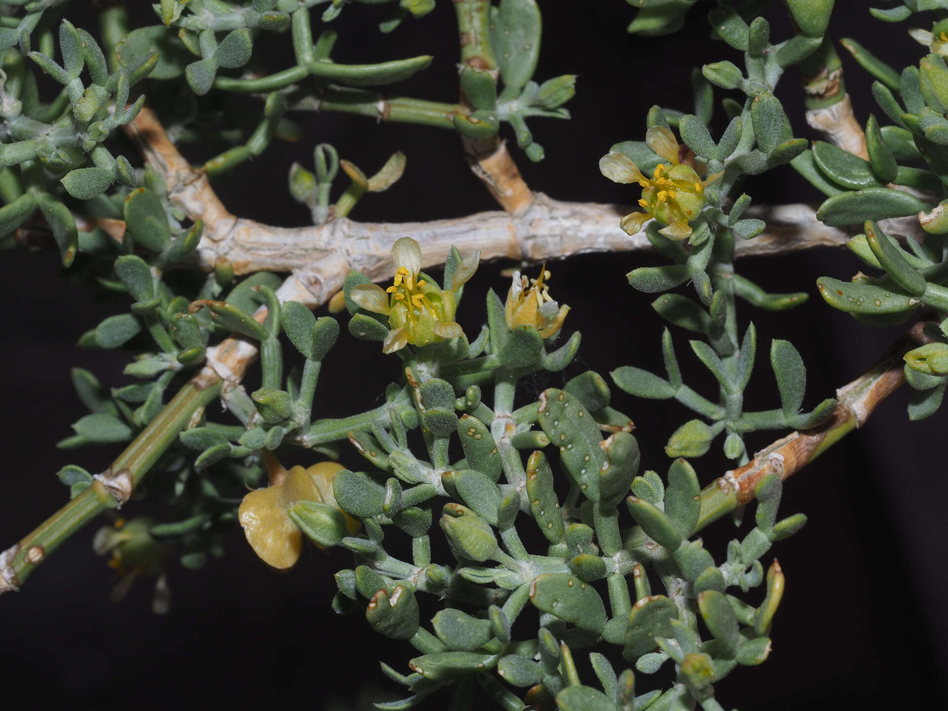 Tetraena chrysopteros (Retief) Beier & Thulin resmi