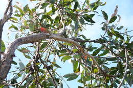 Image of brown stringybark