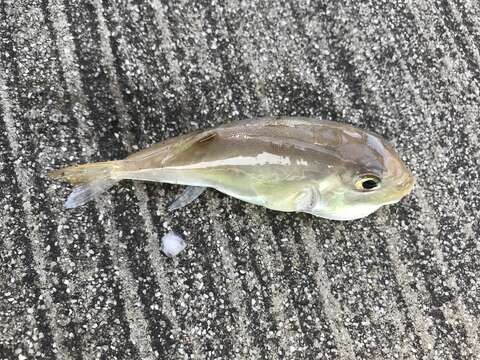 Image of Green Rrough-backed Puffer