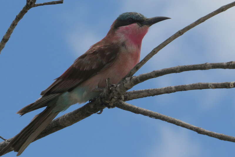 Imagem de Merops nubicoides Des Murs & Pucheran 1846