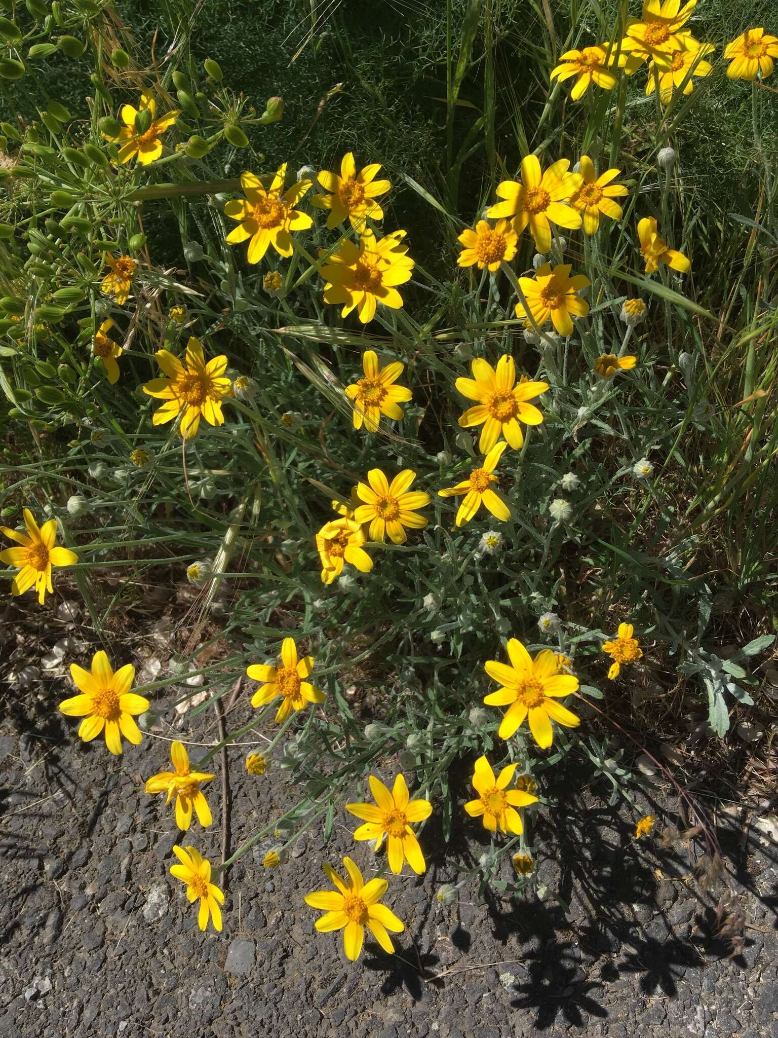 Image of common woolly sunflower