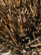 Image de Selaginella arenicola Underw.