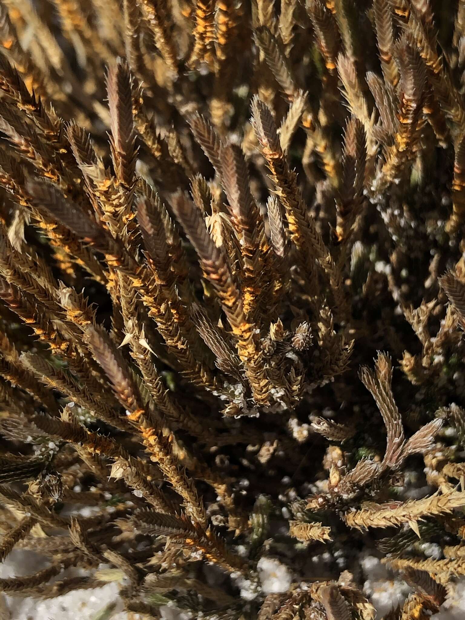 Image de Selaginella arenicola Underw.