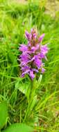 Image of Dactylorhiza elata subsp. sesquipedalis (Willd.) Soó