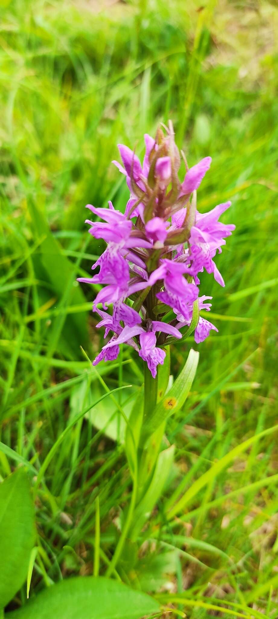 Image of Dactylorhiza elata subsp. sesquipedalis (Willd.) Soó