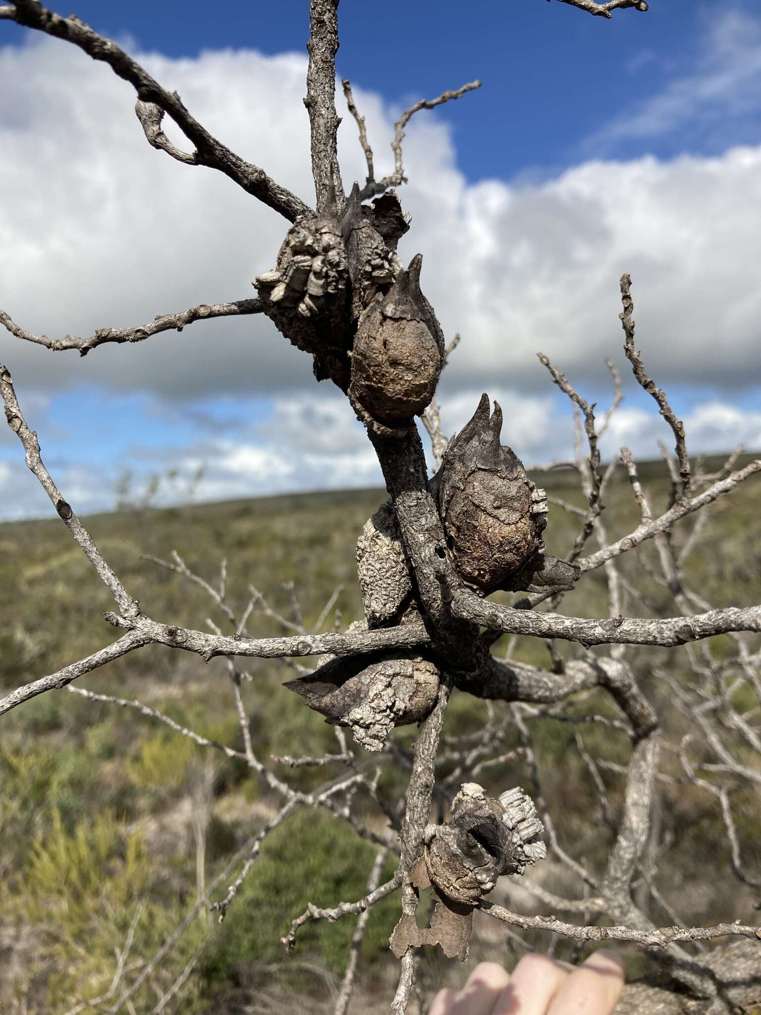 Image de Hakea psilorrhyncha R. M. Barker