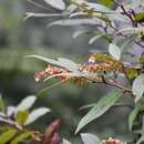 Image de Gaultheria acuminata Cham. & Schlecht