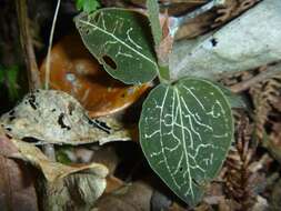 Image of Anoectochilus subregularis (Rchb. fil.) Ormerod