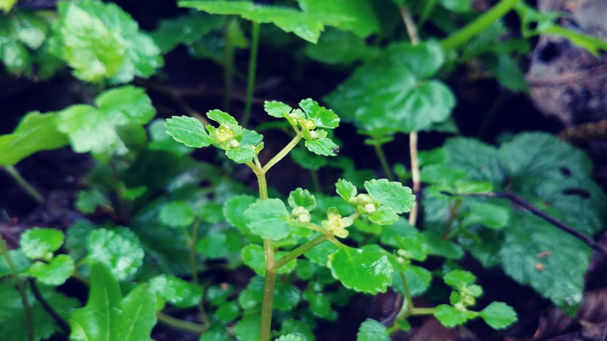 Plancia ëd Chrysosplenium glechomifolium Nutt. ex Torr. & Gray