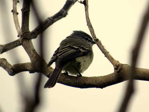 Image of Straneck's Tyrannulet