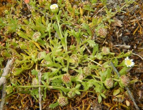 Image of Brachyscome goniocarpa Sond. & F. Müll.