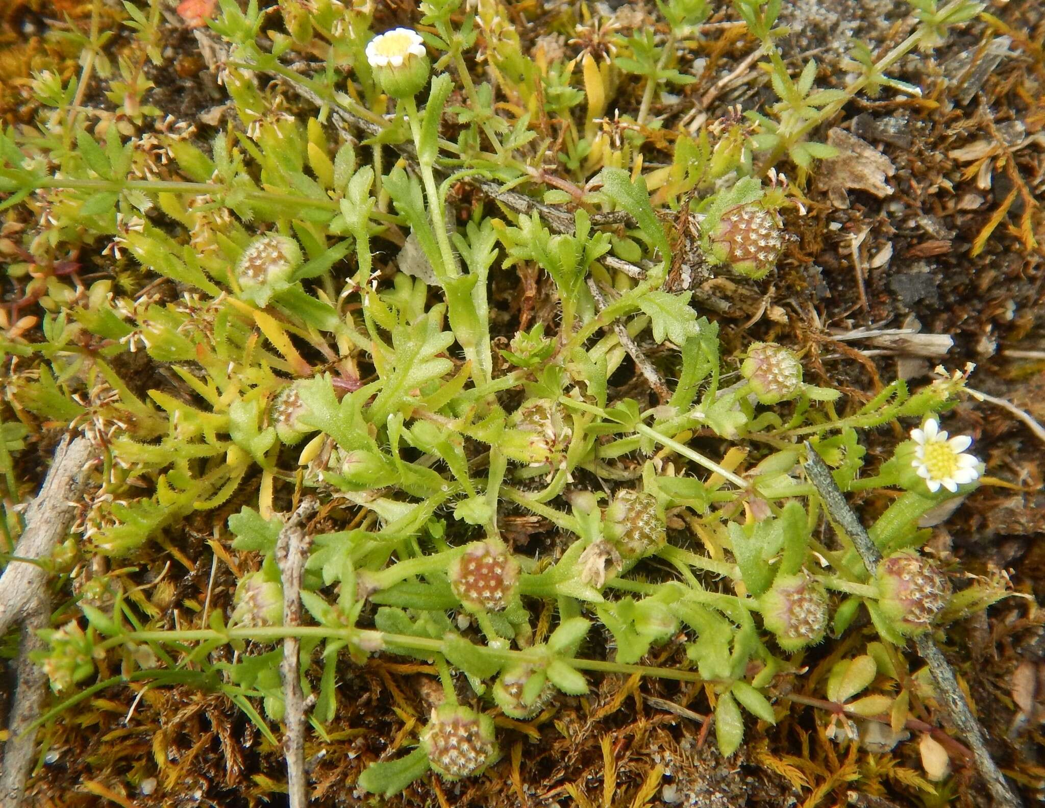 Слика од Brachyscome goniocarpa Sond. & F. Müll.