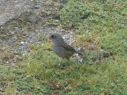 Image of Volcano Junco