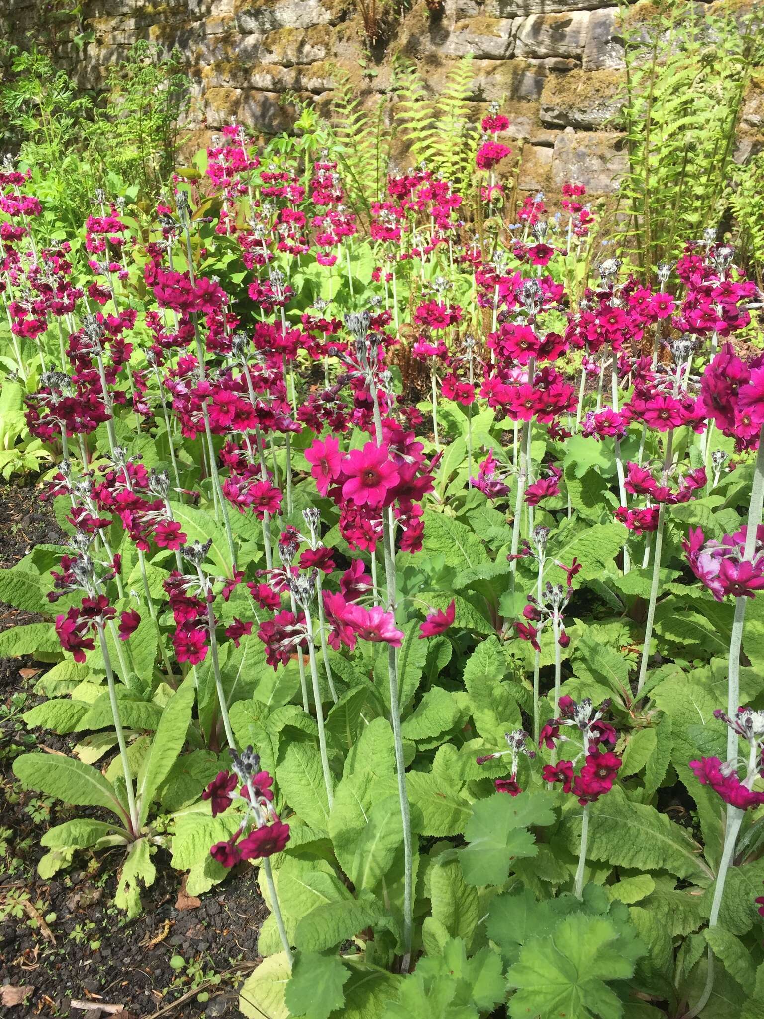 Image of Primula pulverulenta Duthie