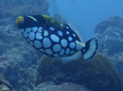 Image of clown triggerfish