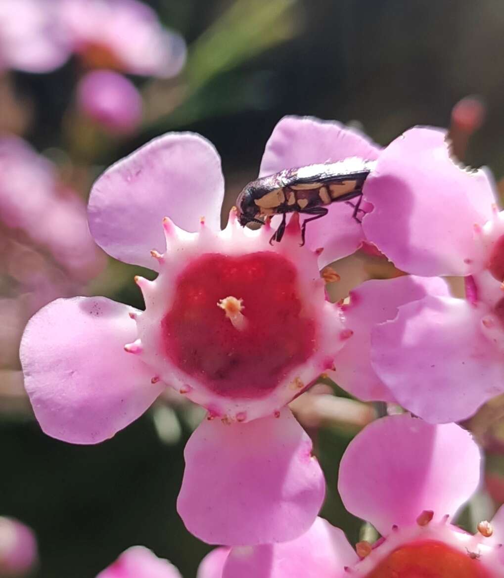 Castiarina picta (Gory & Laporte 1838) resmi