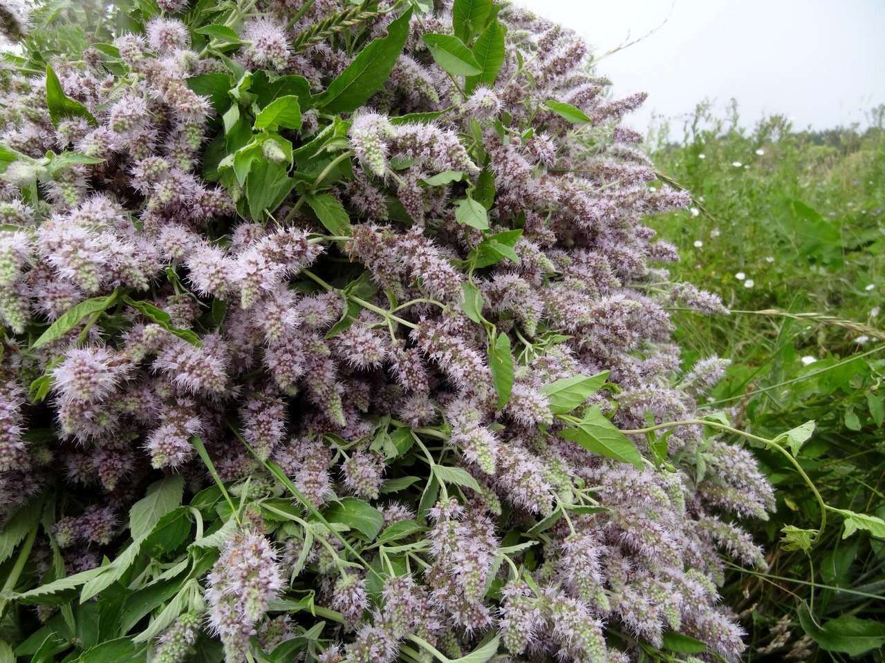 Image of Horse Mint