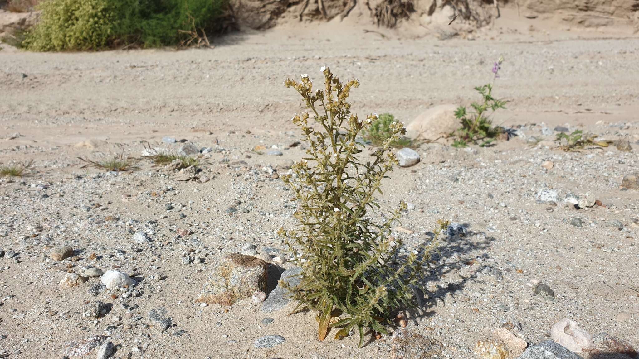 Image of winged cryptantha