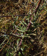 Слика од Centaurea paniculata L.