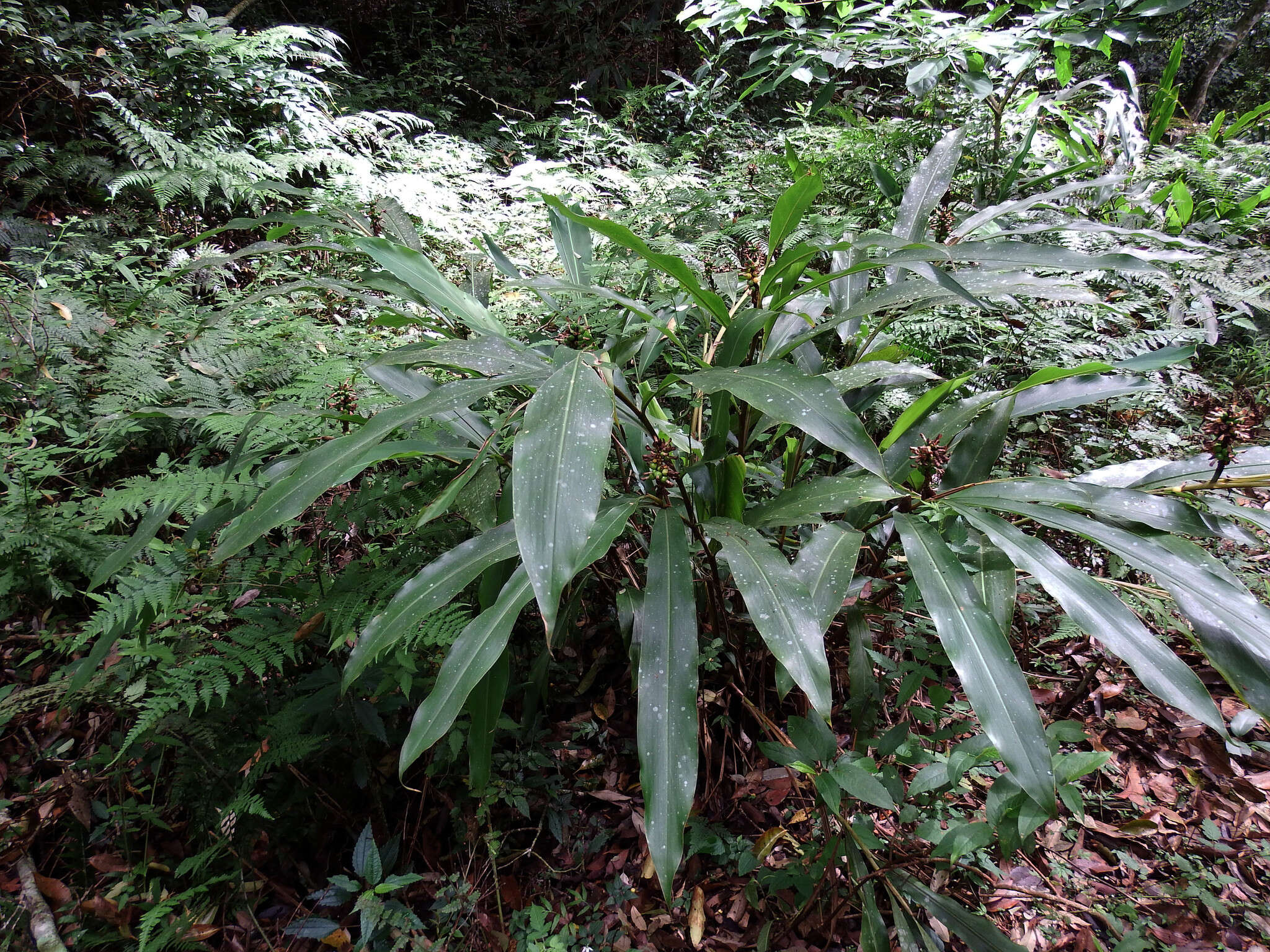 Image of Alpinia nantoensis F. Y. Lu & Y. W. Kuo