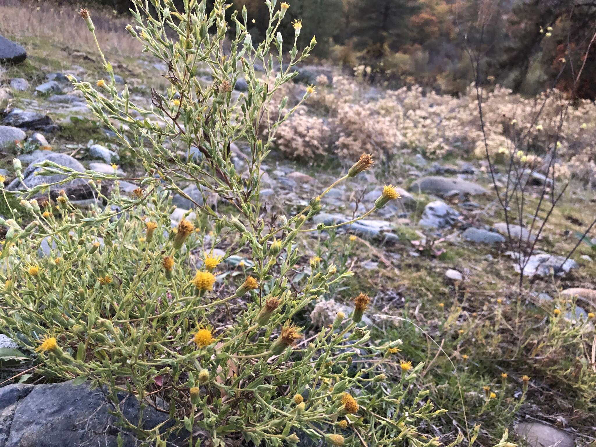 Image of Oregon False Golden-Aster