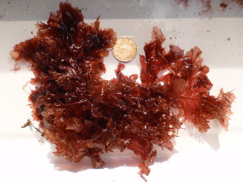 Image of <i>Phycodrys rubens</i>